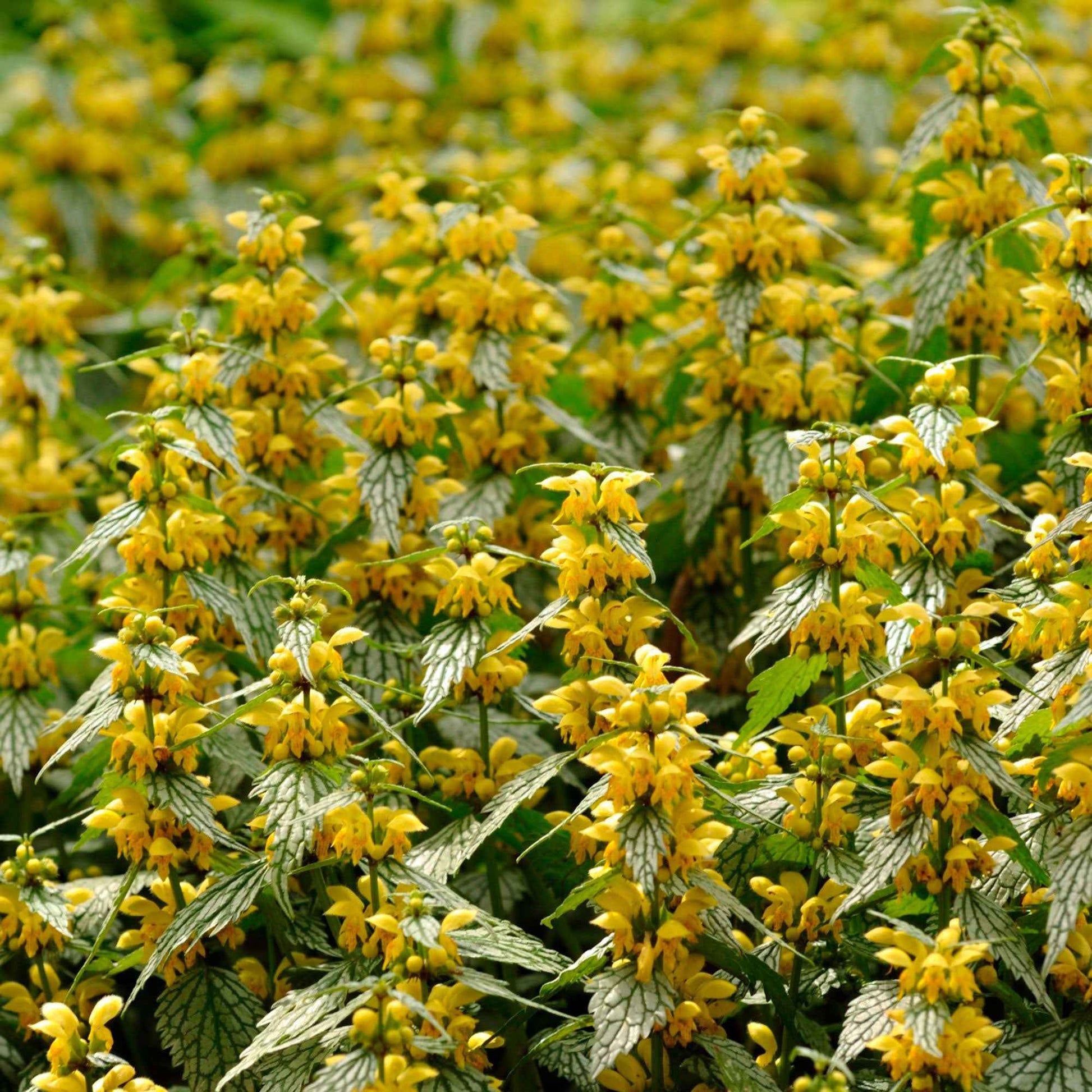 Goldnessel Lamiastrum galeobdolon gelb biologisch – Winterhart - Bio-Gartenpflanzen
