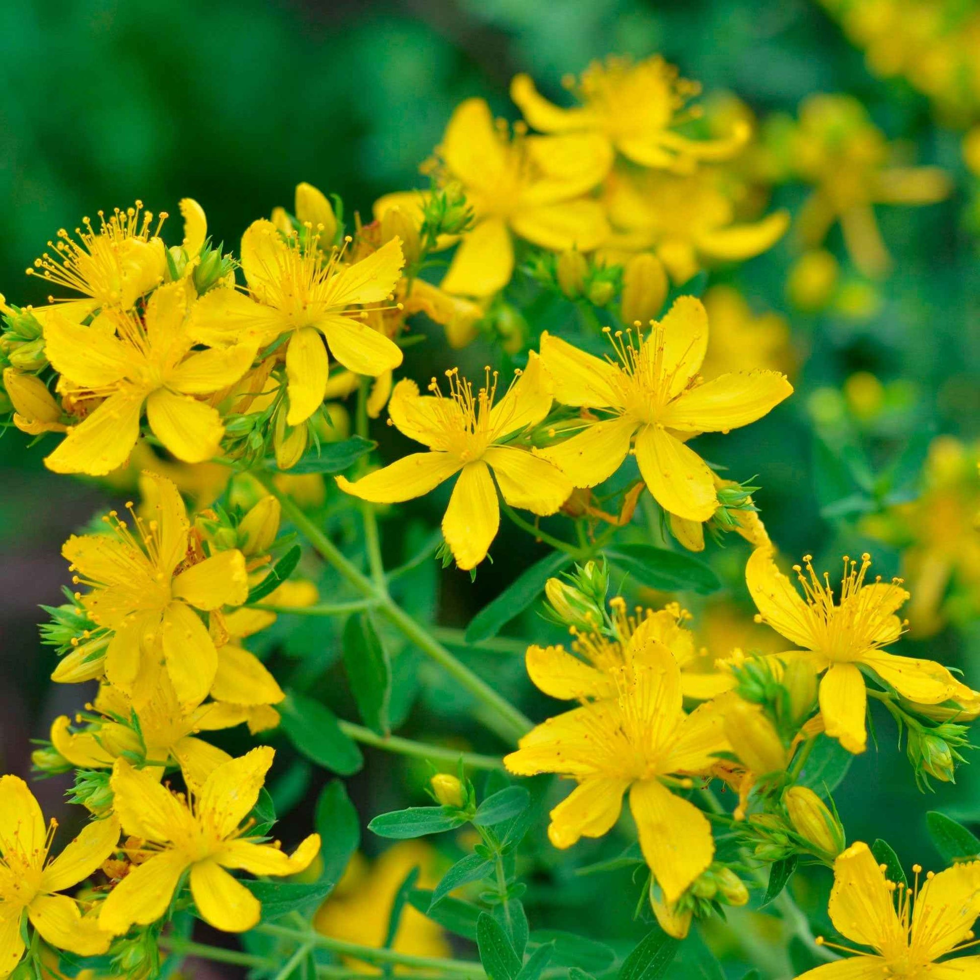 Echtes Johanniskraut Hypericum perforatum gelb biologisch – Winterhart - Alle Gartenstauden