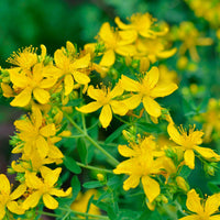 Echtes Johanniskraut Hypericum perforatum gelb biologisch – Winterhart - Bio-Gartenpflanzen