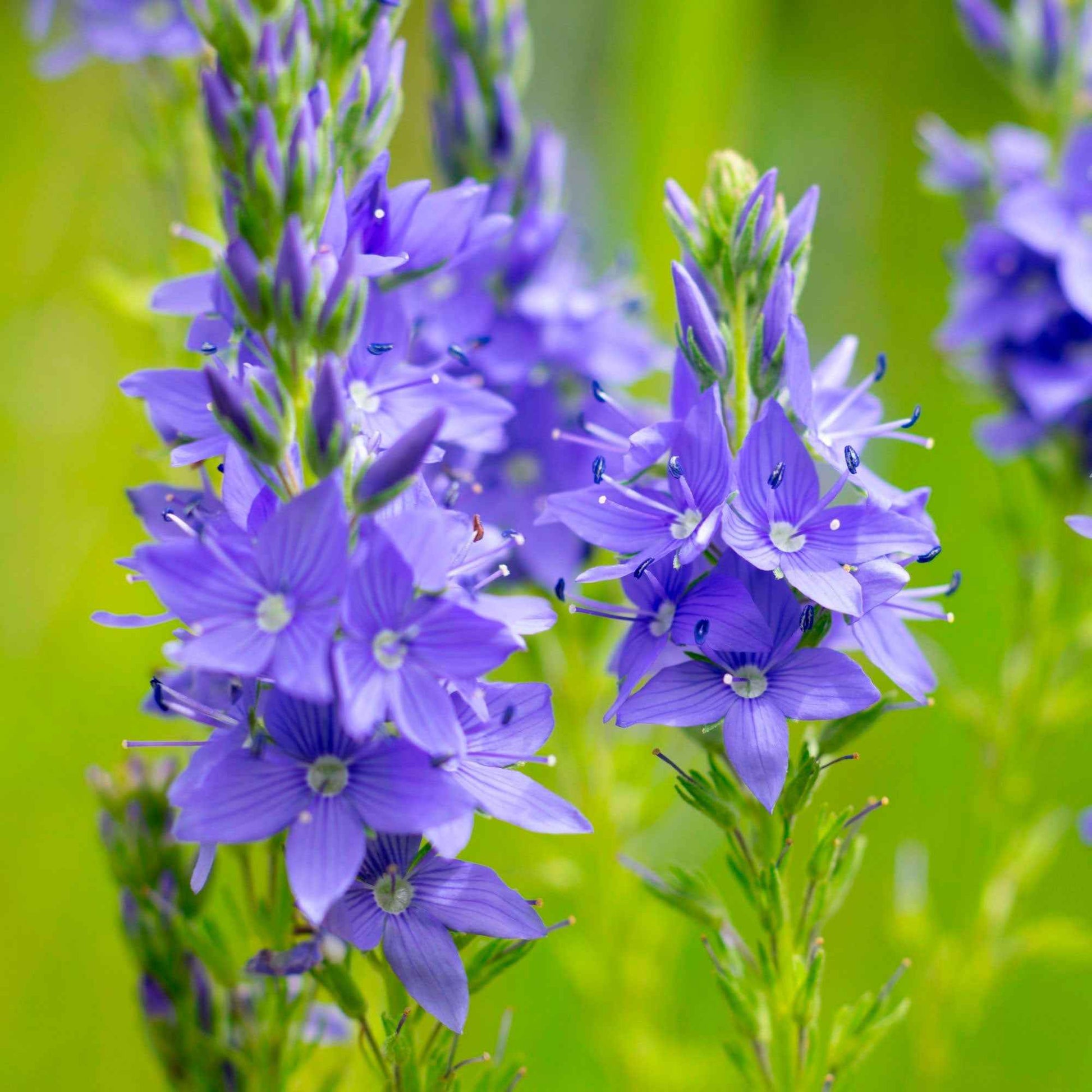 Langblättriger Ehrenpreis Veronica longifolia blau biologisch – Winterhart - Bio-Gartenpflanzen