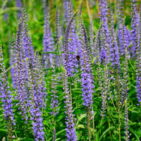 Langblättriger Ehrenpreis Veronica longifolia blau biologisch – Winterhart - Bienen- und schmetterlingsfreundliche Pflanzen