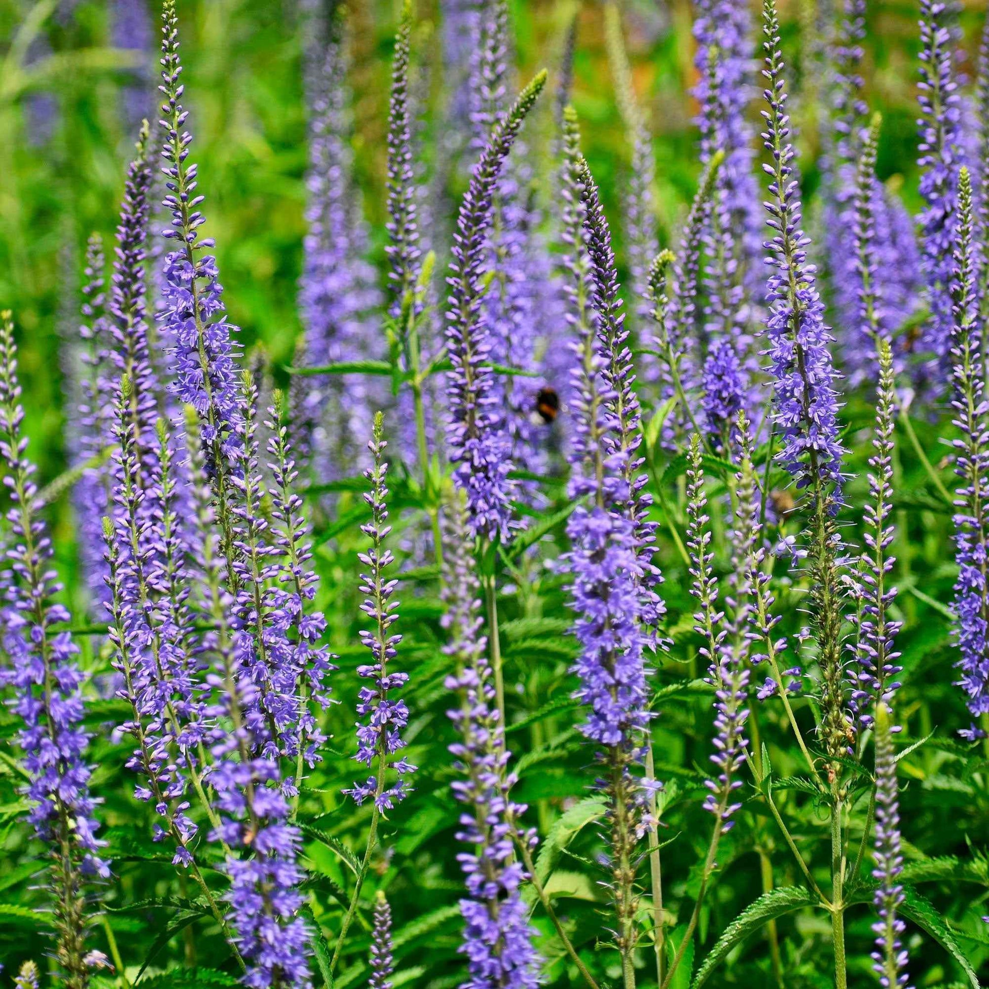 Langblättriger Ehrenpreis Veronica longifolia blau biologisch – Winterhart - Bienen- und schmetterlingsfreundliche Pflanzen