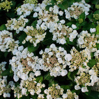 Bauernhortensie Hydrangea 'Teller' Weiß - Winterhart - Blühende Büsche