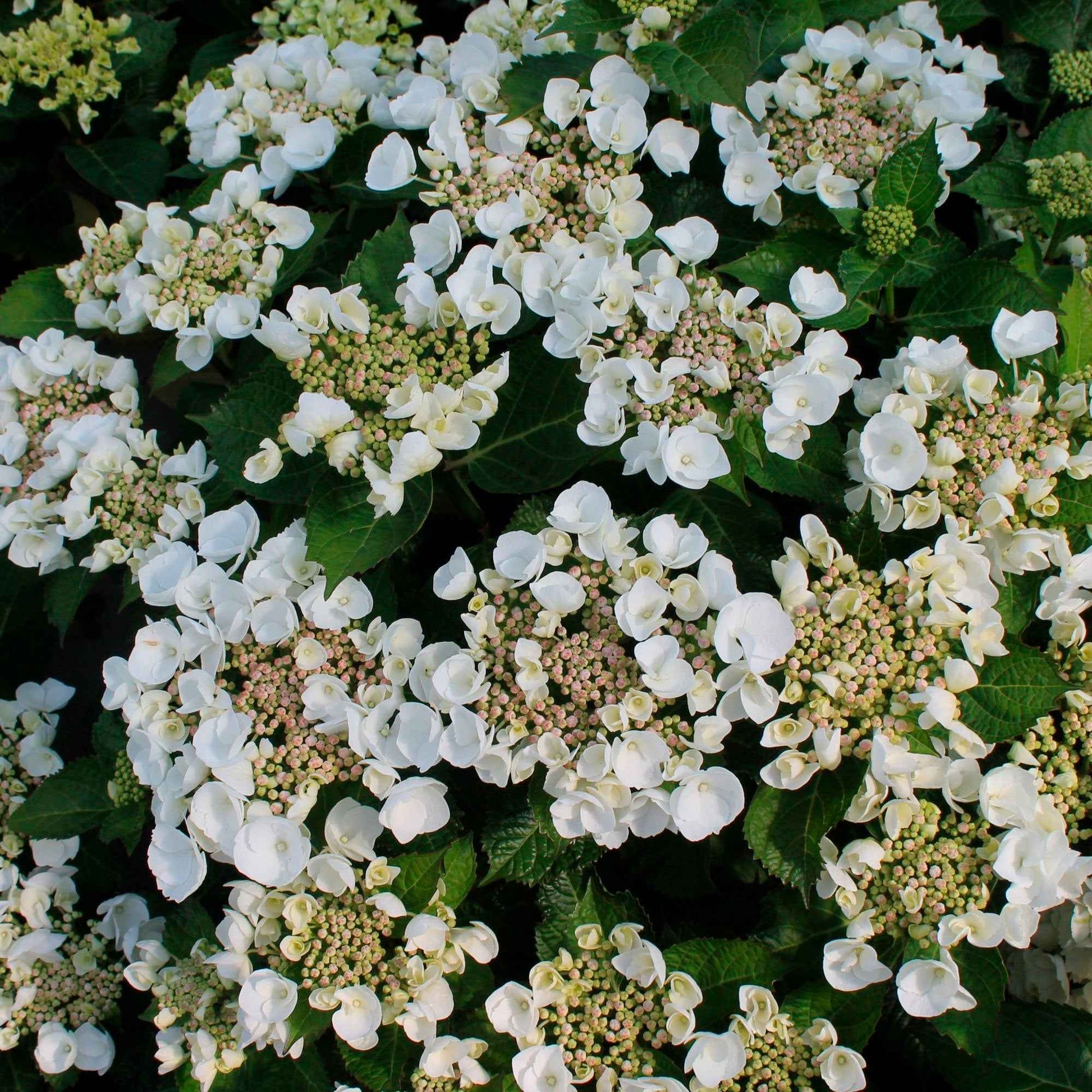 Bauernhortensie Hydrangea 'Teller' Weiß - Winterhart - Blühende Gartenpflanzen