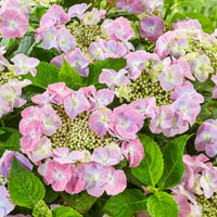 Bauernhortensie Hydrangea 'Teller' Rosa - Winterhart - Blühende Gartenpflanzen