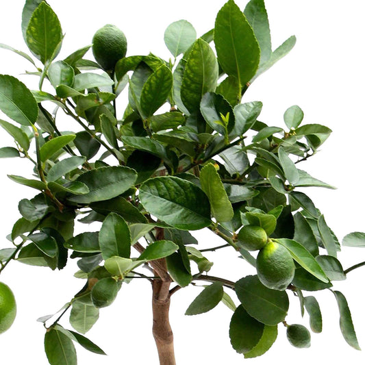Limettenbaum Citrus 'Lime' auf einem Stamm - Bäume und Hecken