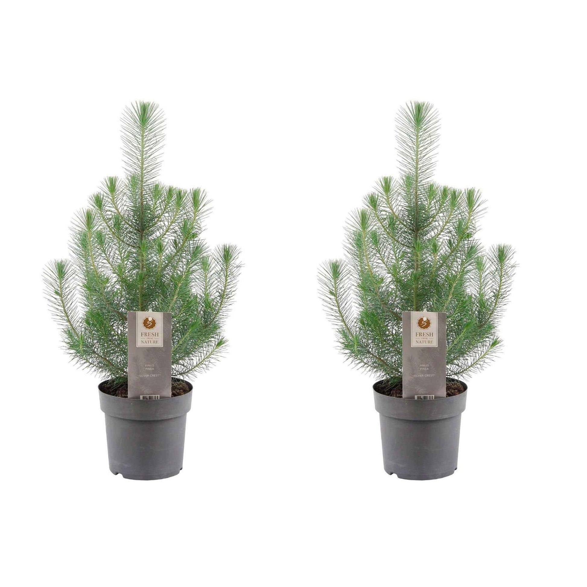 Pinus pinea 'Silver Crest'  - Mini Weihnachtsbaum - Alle Bäume und Hecken