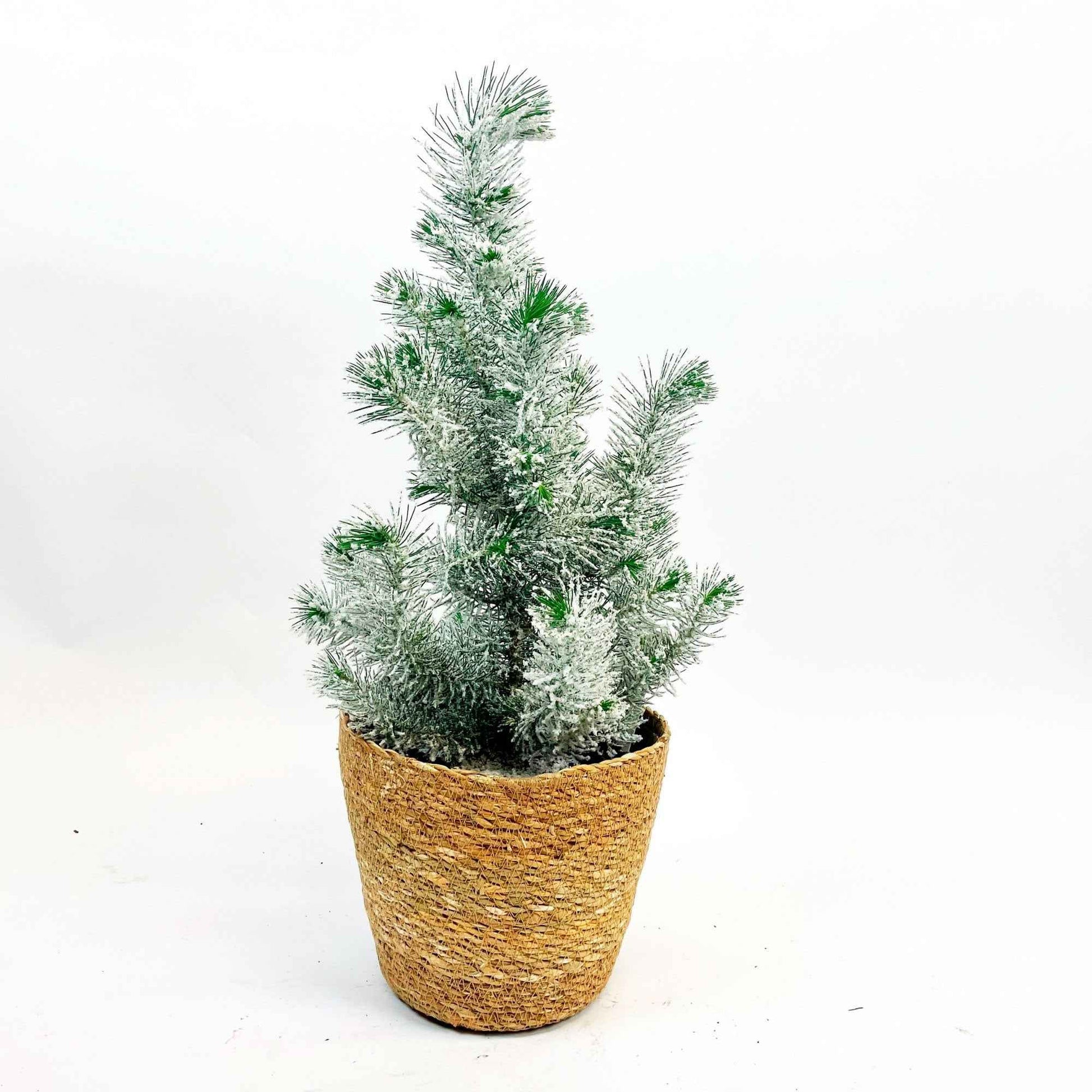 Koniferen Pinien Pinus pinea 'Silver Crest' mit Schnee inkl. Korb, cremefarben 'Silver Crest' - Winterhart - Alle Gartenpflanzen im Ziertopf