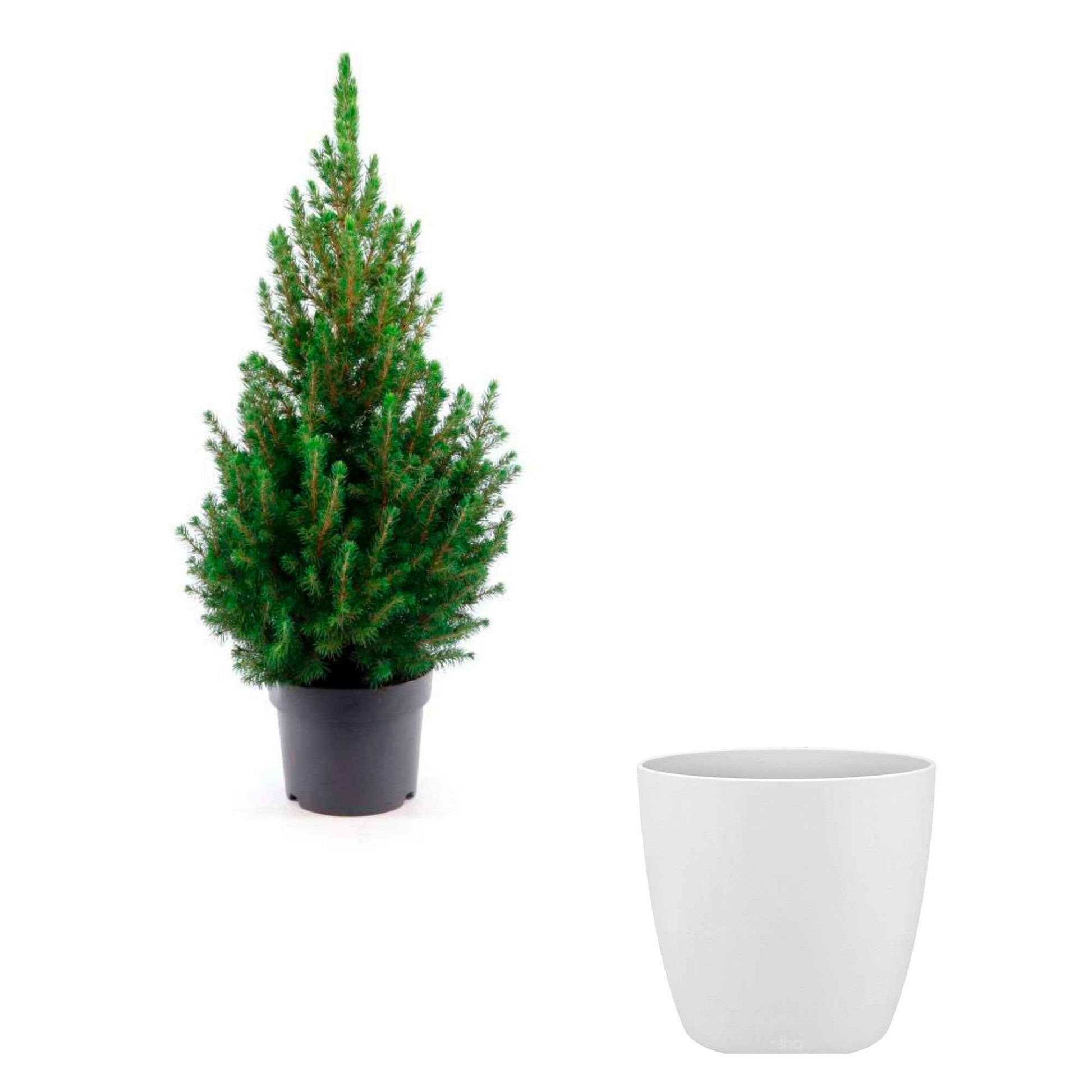Picea glauca, grün inkl. Ziertopf, weiß  - Mini Weihnachtsbaum - Bäume und Hecken