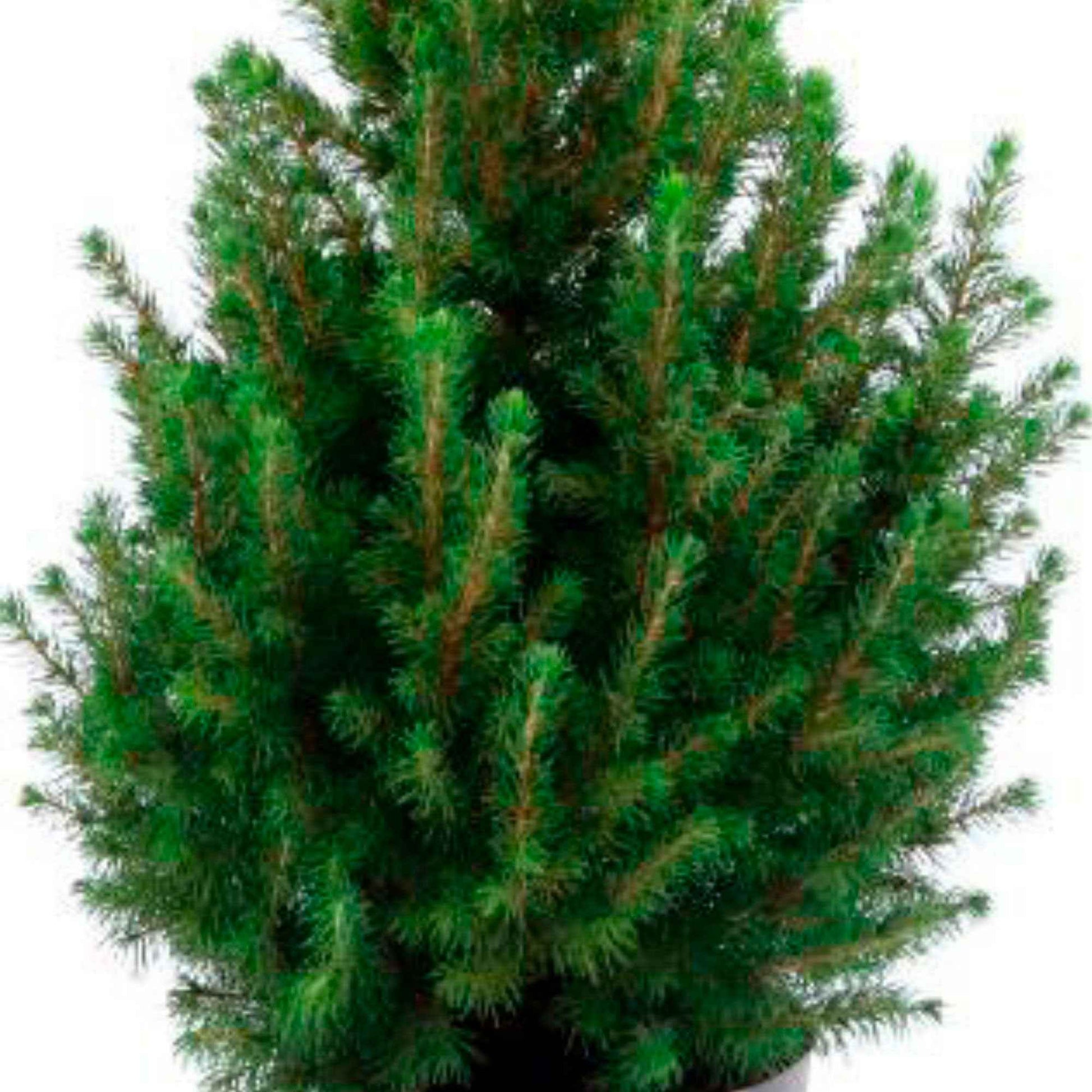 Picea glauca, grün inkl. Ziertopf, weiß  - Mini Weihnachtsbaum - Alle Bäume und Hecken