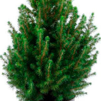 Picea glauca, grün inkl. Ziertopf, weiß  - Mini Weihnachtsbaum - Bäume