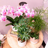 Schmetterlings Orchidee Phalaenopsis 'Rotterdam' Rosa - Blühende Zimmerpflanzen