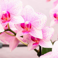 Schmetterlings Orchidee Phalaenopsis 'Rotterdam' Rosa - Nicht giftige Zimmerpflanzen