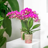 Schmetterlings Orchidee Phalaenopsis 'Morelia' Lila - Blühende Zimmerpflanzen
