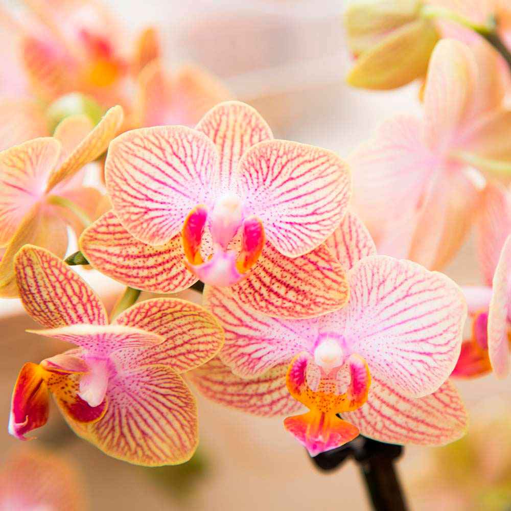 Schmetterlings Orchidee Phalaenopsis 'Trento' Orange - Nach Trends
