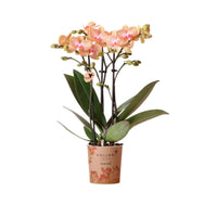 Schmetterlings Orchidee Phalaenopsis 'Trento' Orange - Nicht giftige Zimmerpflanzen