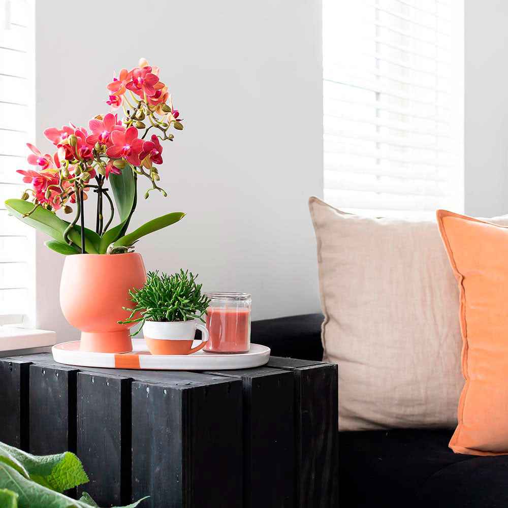 1x Orchidee Phalaenopsis + 1x Rhipsalis Prismatica, orange-grün, inkl. Terrakotta-Ziertöpfe - Blühende Zimmerpflanzen