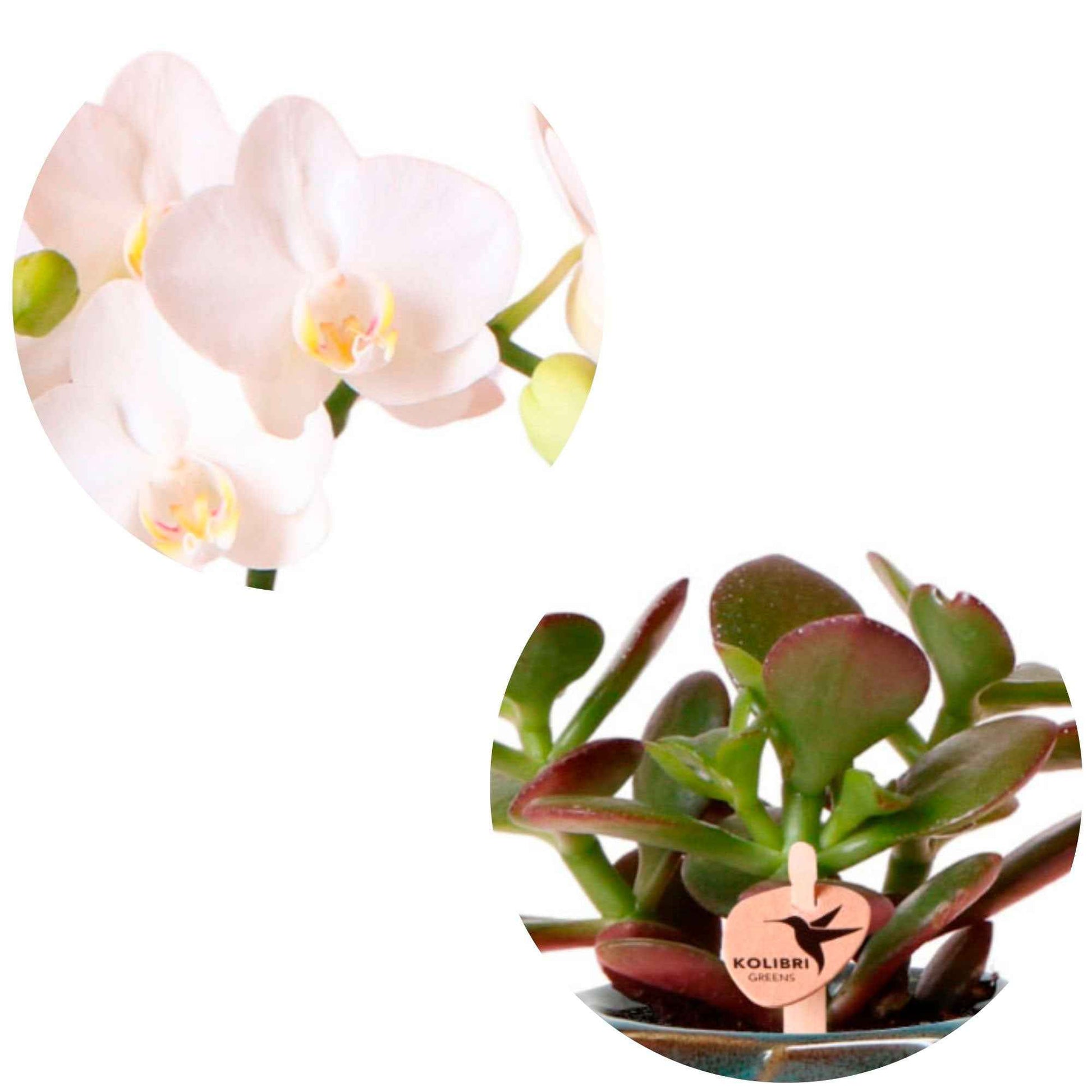 1x Orchidee Phalaenopsis + 1x Sukkulente Crassula – weiß-grün inkl. Ziertöpfe, grün - Blühende Zimmerpflanzen