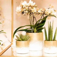 1x Orchidee Phalaenopsis +1x Succulent Crassula, weiß-grün, inkl. Ziertöpfe, gold - Grüne Zimmerpflanzen