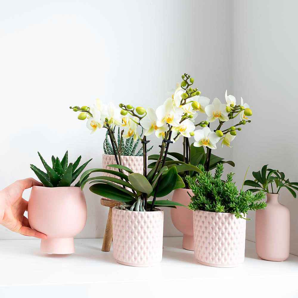 2x Rhipsalis – Set, grün, inkl. Ziertöpfe, rosa - Büropflanzen