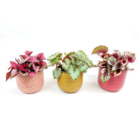 Blattbegonie Begonia - Mischung 'Lovely Leaves ' inkl. Ziertöpfe - Grüne Zimmerpflanzen