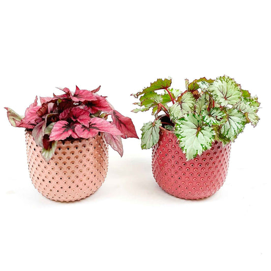 2x Blattbegonie Begonia - Mischung 'Color Match' inkl. Ziertöpfen - Grüne Zimmerpflanzen