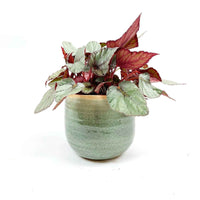 Blattbegonie Begonia 'Maori Haze' inkl. Dekotopf - Grüne Zimmerpflanzen