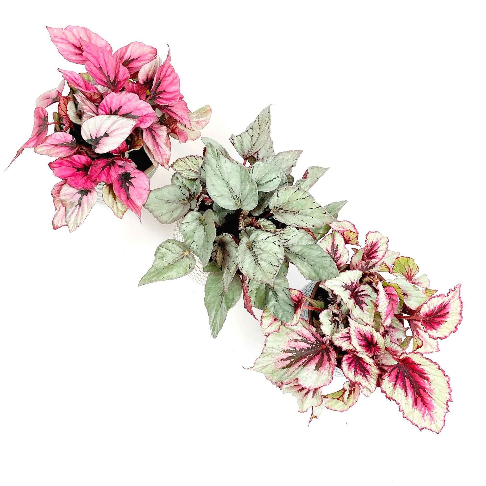 Blattbegonie Begonia - Nach Trends