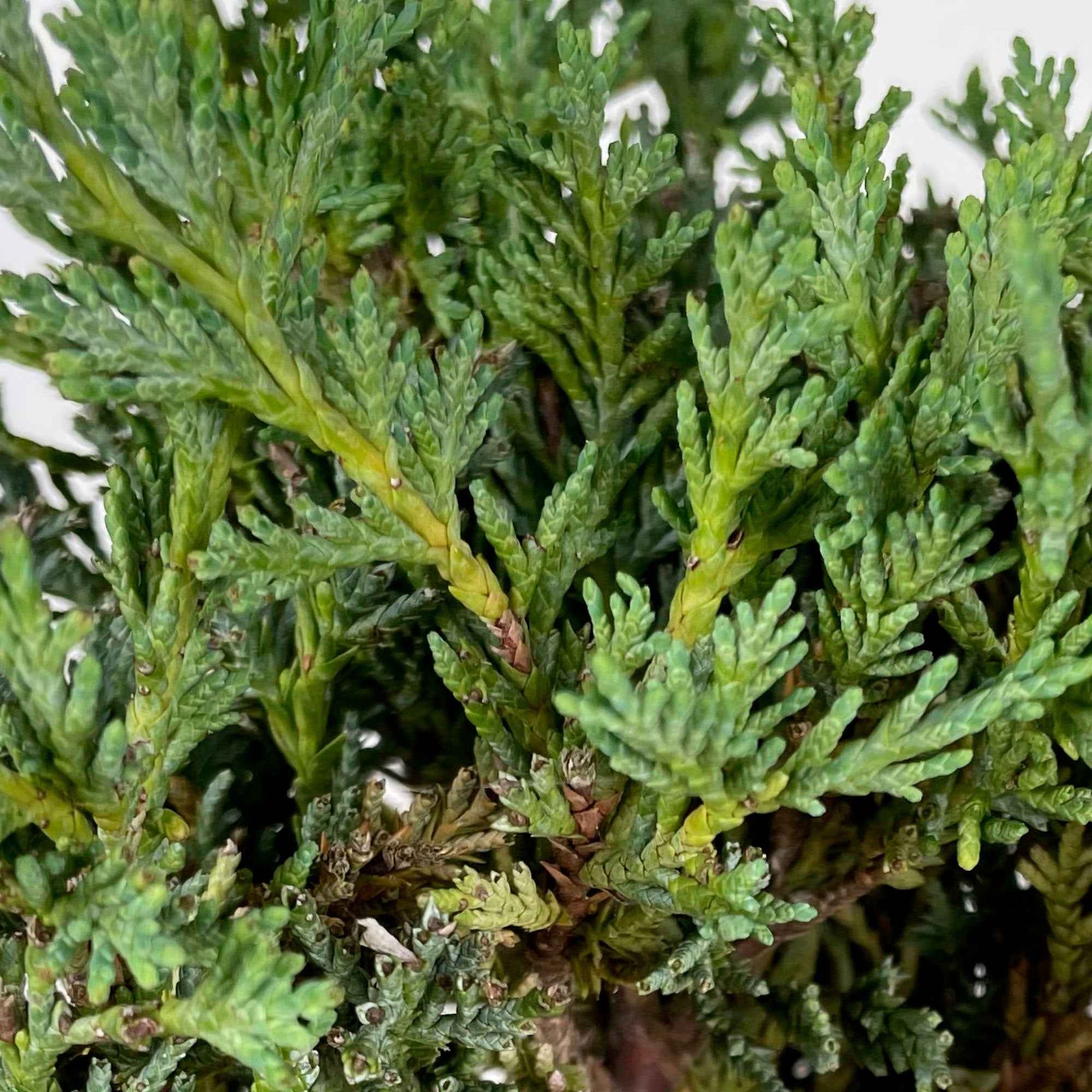 Juniperus scopulorum 'Moonglow', XL, blau - Winterhart - Bodendecker