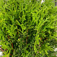 Lebensbaum Thuja 'Smaragd' - Winterhart - Bäume