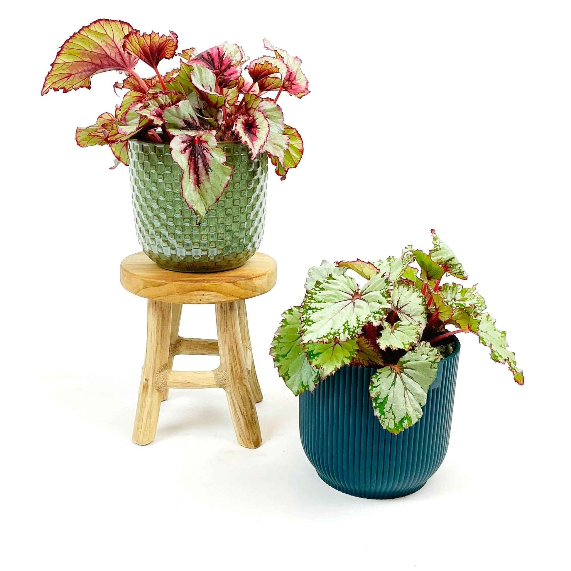 2x Blattbegonie Begonia - Mischung inkl. Dekotöpfen grün-blau und Schemel - Grüne Zimmerpflanzen