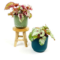 2x Blattbegonie Begonia - Mischung inkl. Dekotöpfen grün-blau und Schemel - Nach Trends