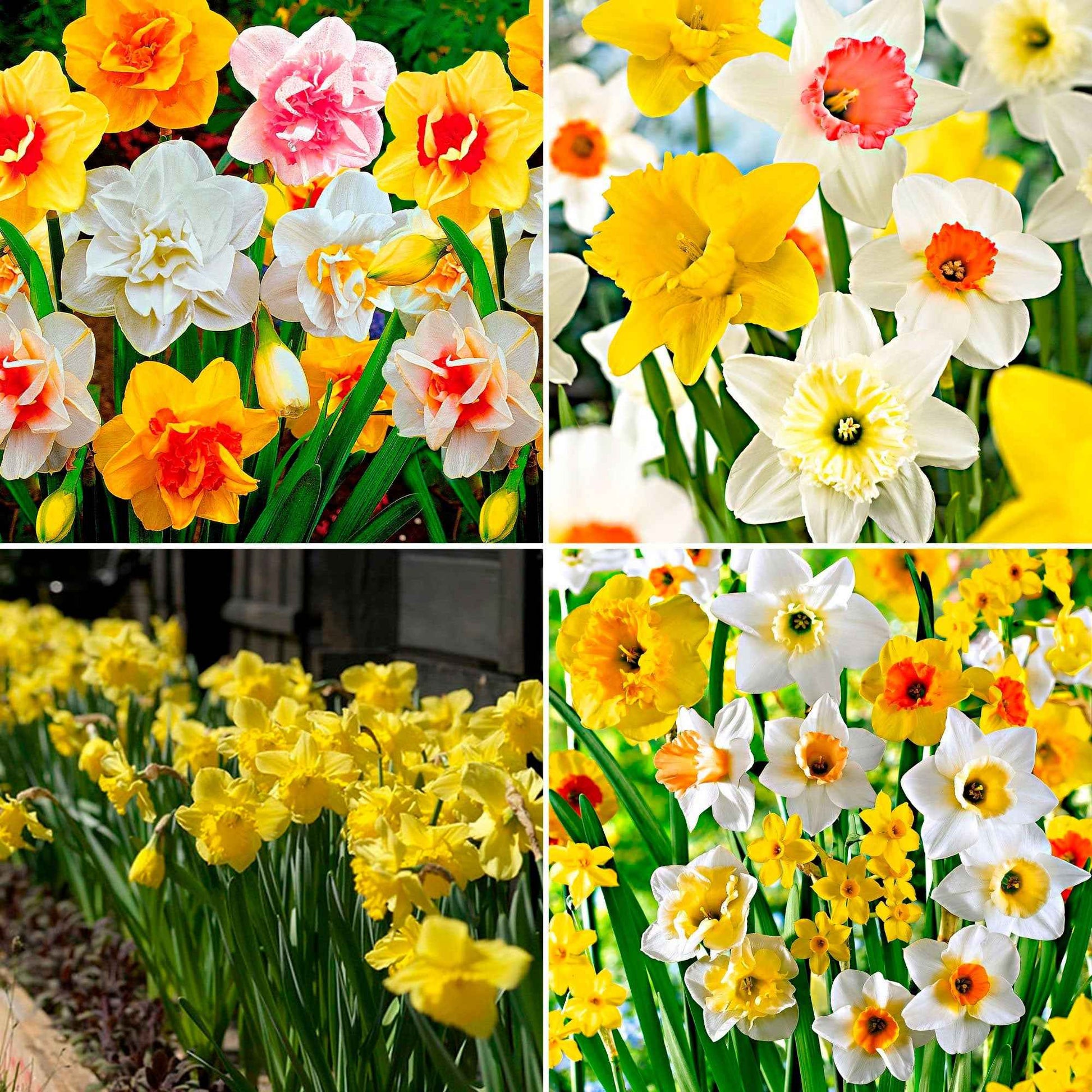 540x Narzisse Narcissus - Mix 'Spring Flowers', mehrfarbig - Blumenzwiebel-Beetpakete