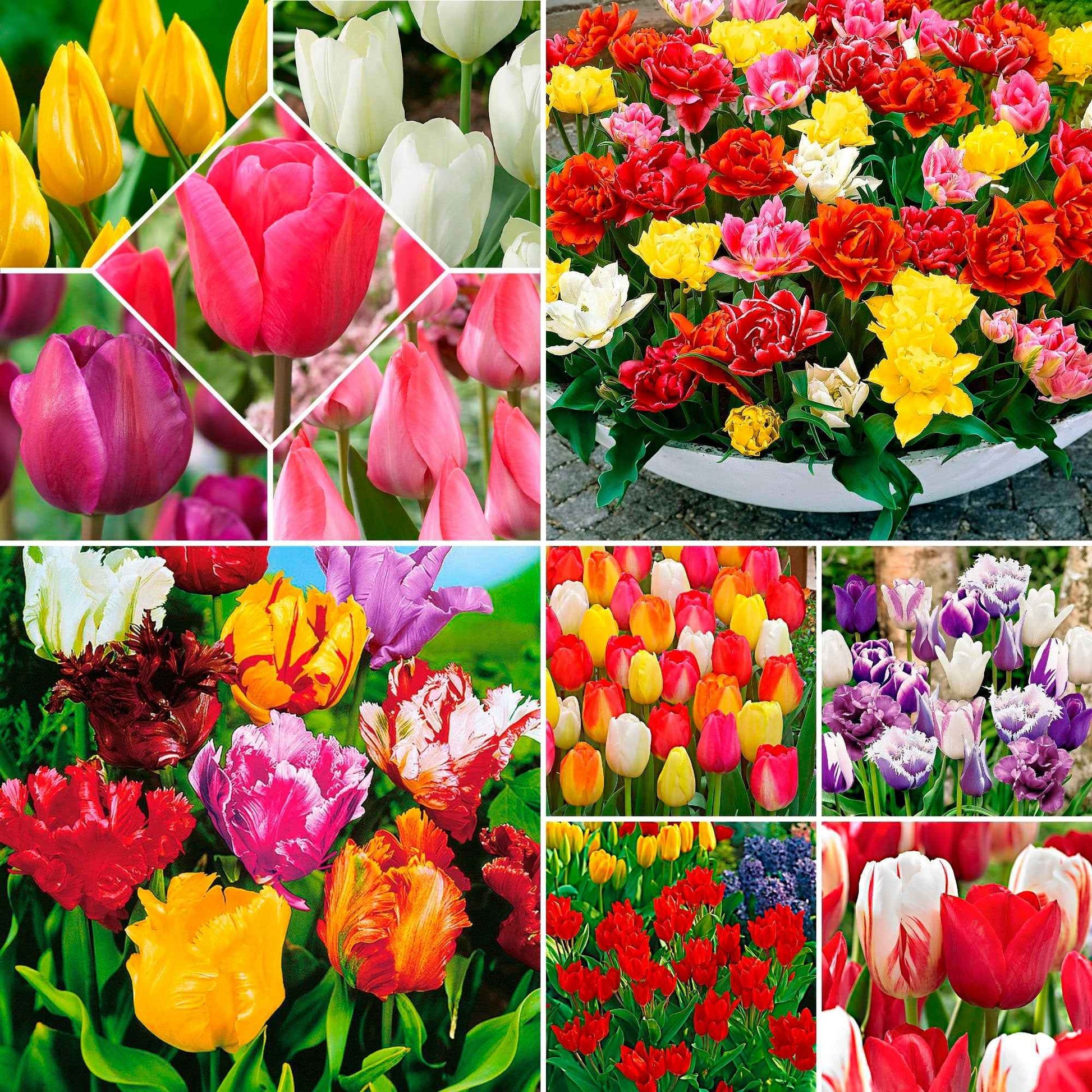 480x Tulp Tulipa - Mix 'Colorful Tulips', mehrfarbig Gemischt - Blumenzwiebel-Beetpakete
