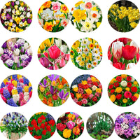 2000x Blumenzwiebel-Mix 'All Colors', mehrfarbig - Alle Blumenzwiebeln