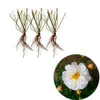 3x Kletterrose Rosa 'Ghislaine de Féligonde'® Orange  - Wurzelnackte Pflanzen - Winterhart - Kletterrosen