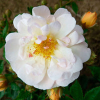3x Kletterrose Rosa 'Ghislaine de Féligonde'® Orange  - Wurzelnackte Pflanzen - Winterhart - Gartenpflanzen