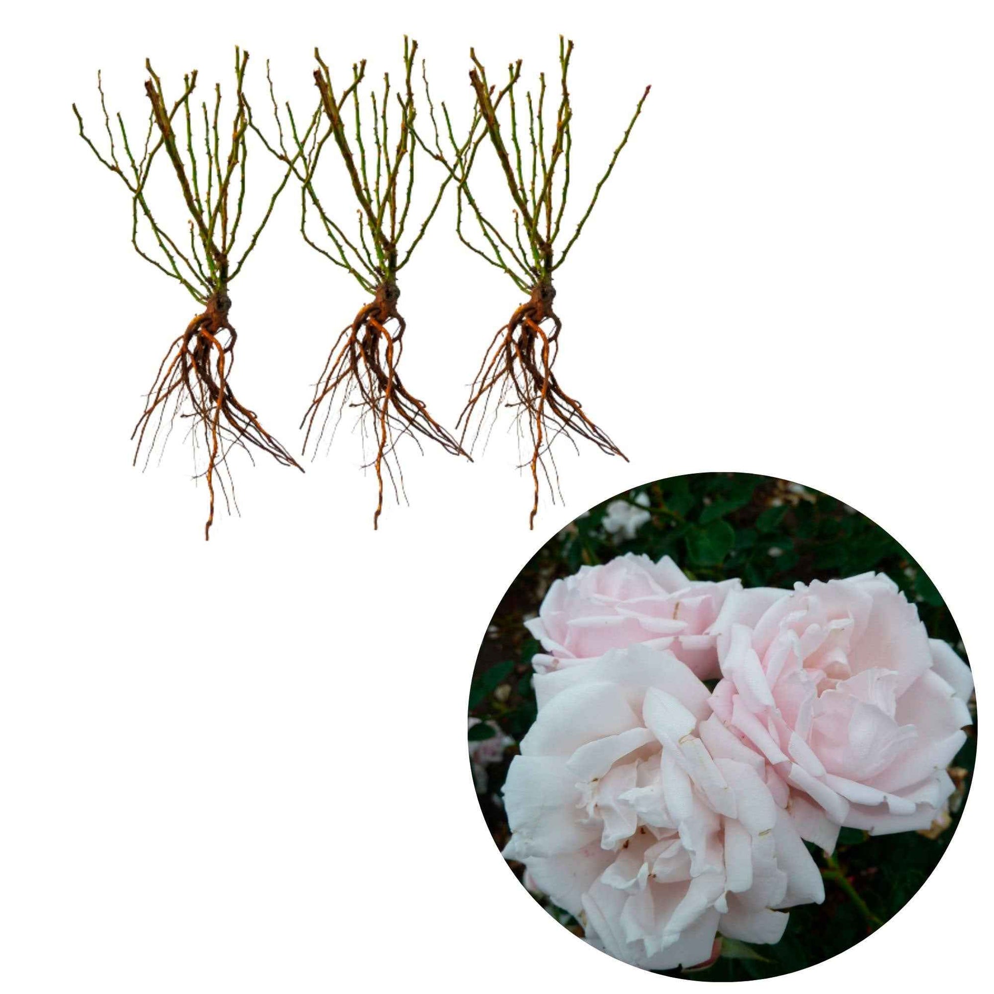 3x Kletterrose Rosa hybride 'New Dawn'® Rosa  - Wurzelnackte Pflanzen - Winterhart - Kletterrosen