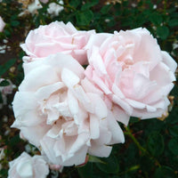 3x Kletterrose Rosa hybride 'New Dawn'® Rosa  - Wurzelnackte Pflanzen - Winterhart - Gartenpflanzen