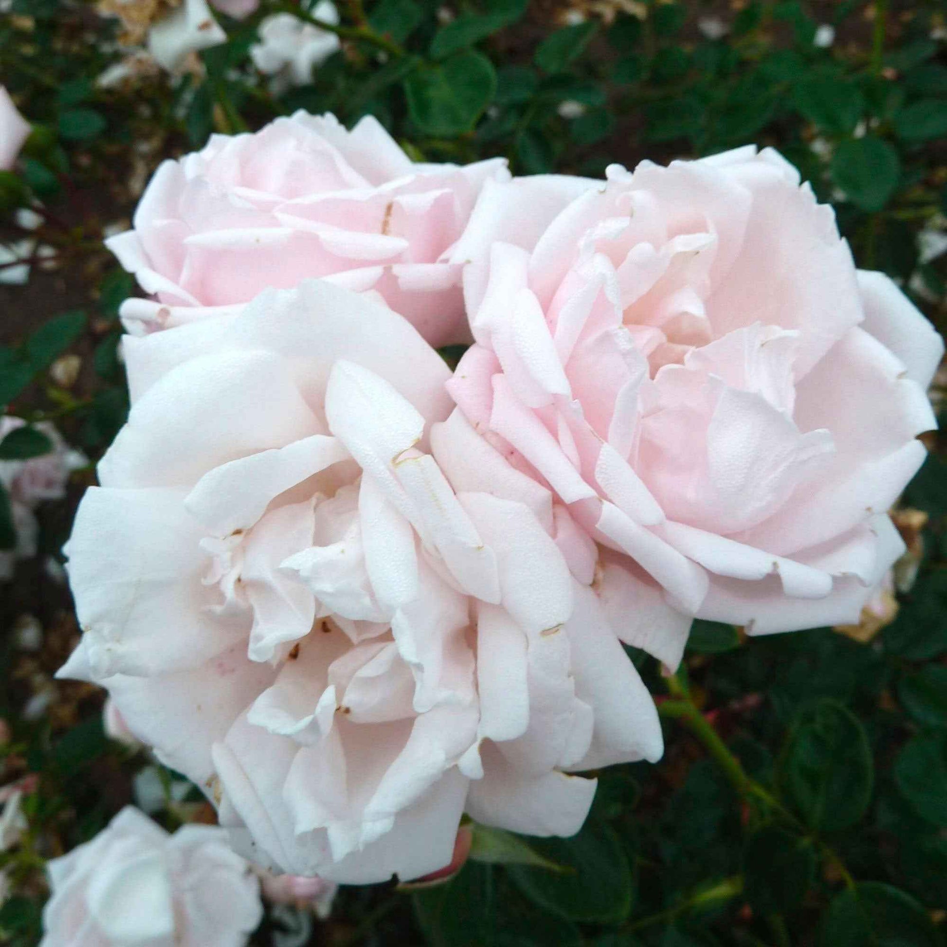 3x Kletterrose Rosa hybride 'New Dawn'® Rosa  - Wurzelnackte Pflanzen - Winterhart - Kletterpflanzen