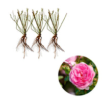 3x Kletterrose Rosa 'Ozeana'® Lila  - Wurzelnackte Pflanzen - Winterhart - Klettersträucher