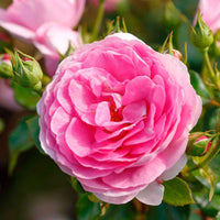 3x Kletterrose Rosa 'Ozeana'® Lila  - Wurzelnackte Pflanzen - Winterhart - Kletterrosen