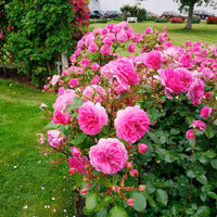 3x Kletterrose Rosa 'Ozeana'® Lila  - Wurzelnackte Pflanzen - Winterhart - Gartenpflanzen