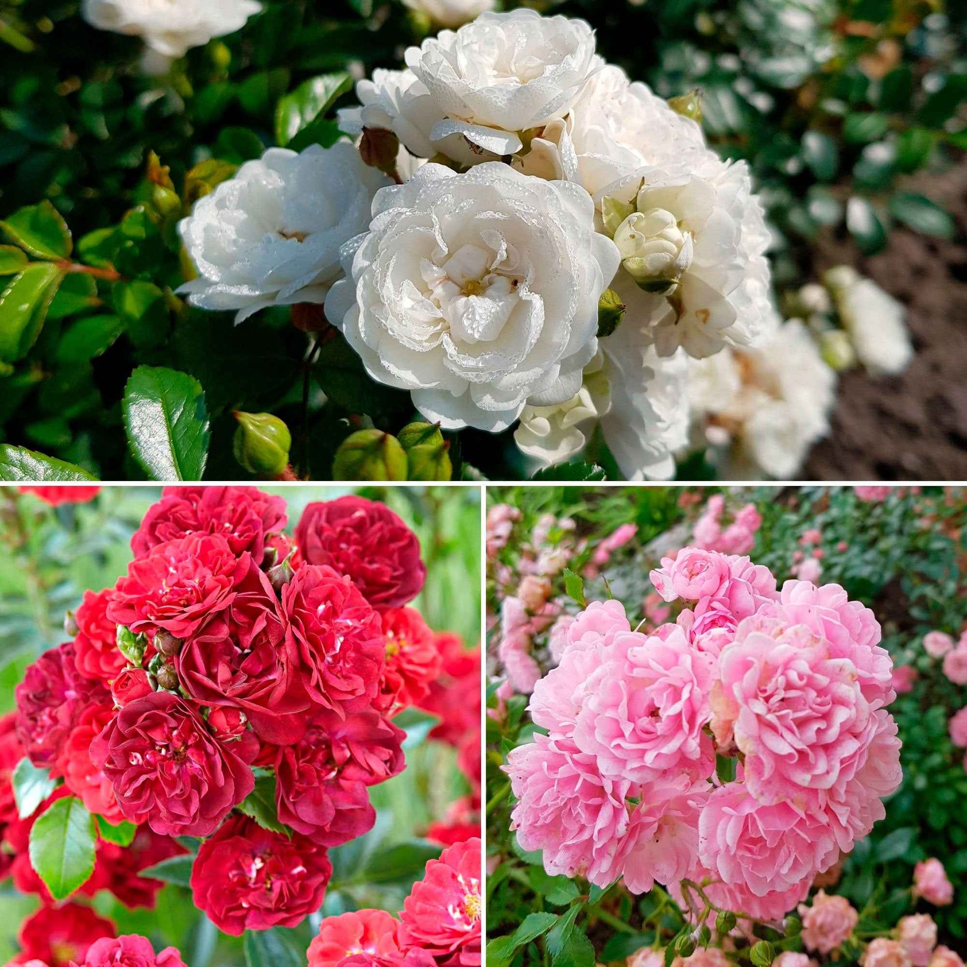3x Mix aus bodendeckenden Rosen 'Bodendecker' Weiß-Rot-Rosa  - Wurzelnackte Pflanzen - Winterhart - Bodendeckende Rosen