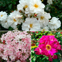 3x Mix aus bodendeckenden Rosen 'Schmetterlinge Anziehend' Weiß-Rosa  - Wurzelnackte Pflanzen - Winterhart - Bodendecker