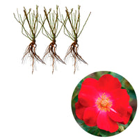 3x Rosen Rosa 'Amulet Mella'® Rot  - Wurzelnackte Pflanzen - Winterhart - Pflanzensorten