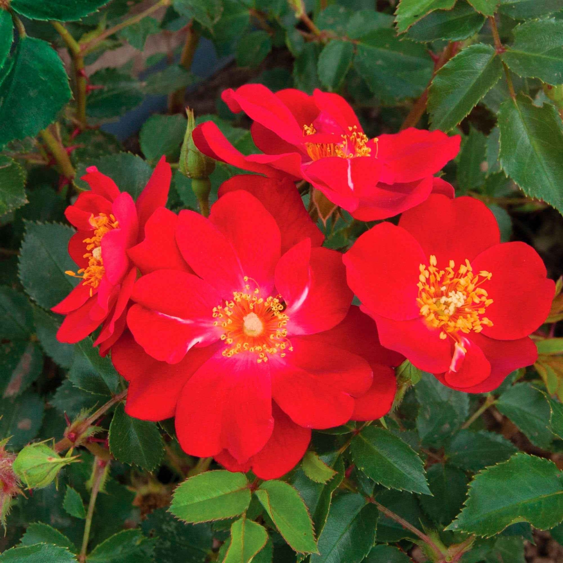 3x Rosen Rosa 'Amulet Mella'® Rot  - Wurzelnackte Pflanzen - Winterhart - Gartenpflanzen