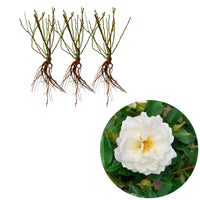 3x Rosen Rosa 'Crystal Mella'® Weiß  - Wurzelnackte Pflanzen - Winterhart - Pflanzensorten