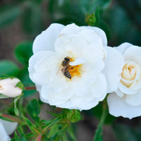 3x Rosen Rosa 'Crystal Mella'® Weiß  - Wurzelnackte Pflanzen - Winterhart - Gartenpflanzen