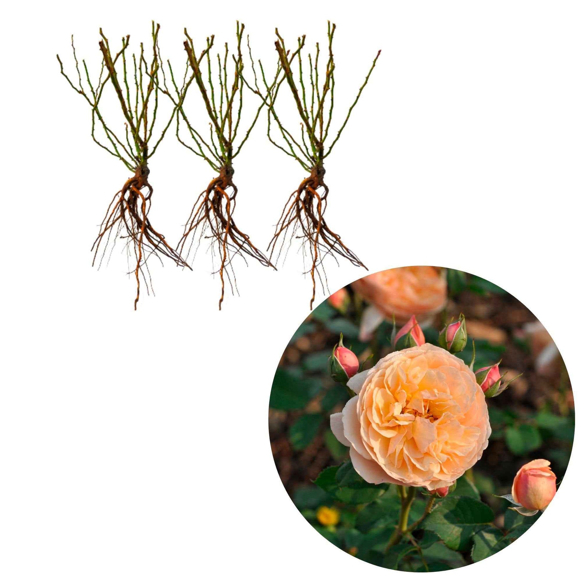 3x Rosen Rosa 'Eveline Wild'® floribunda Rosa - Winterhart  - Wurzelnackte Pflanzen - Pflanzensorten